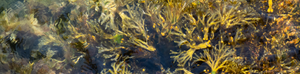 Fucus Vesiculosus (Fucoidan)