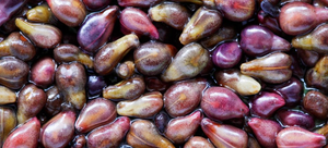 Grape Seed Extract
