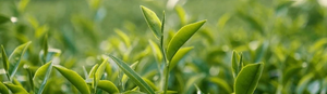 Green Tea Leaf