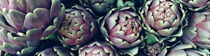 Globe Artichoke Leaf